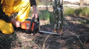 Best Tree Mulching  in Joshua Tree, CA